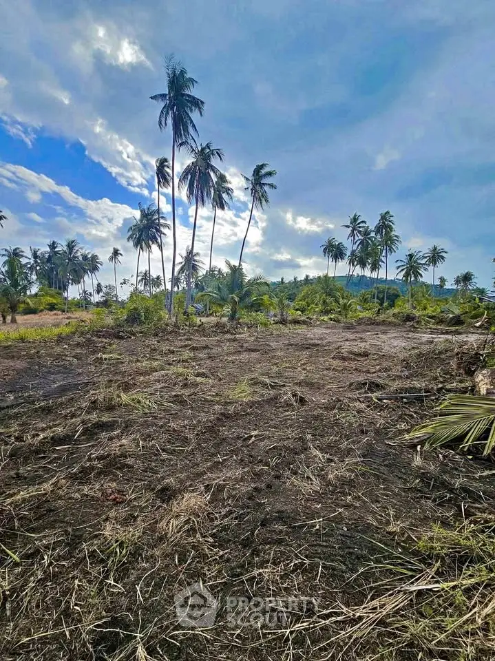 Expansive tropical land with palm trees under a vibrant sky, ideal for development or investment.
