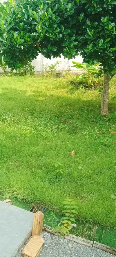 Lush green garden with vibrant grass and a shady tree, perfect for outdoor relaxation.