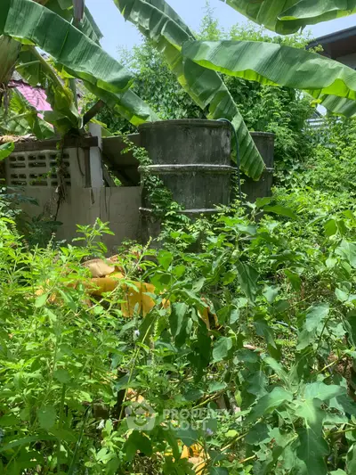 Lush garden area with dense greenery and concrete structures, perfect for nature lovers.