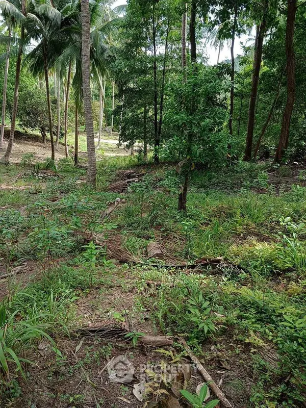 image_rental-11885396