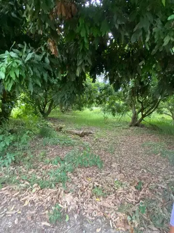 Lush green garden area with mature trees and natural foliage, perfect for serene outdoor living.