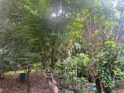 Lush garden area with dense greenery and mature trees, perfect for nature lovers.