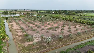 Expansive agricultural land with young palm trees and surrounding water channels.