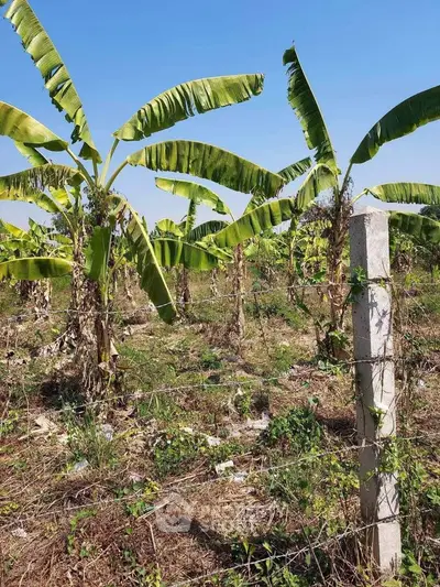 Lush banana plantation under clear blue sky, ideal for agricultural investment.