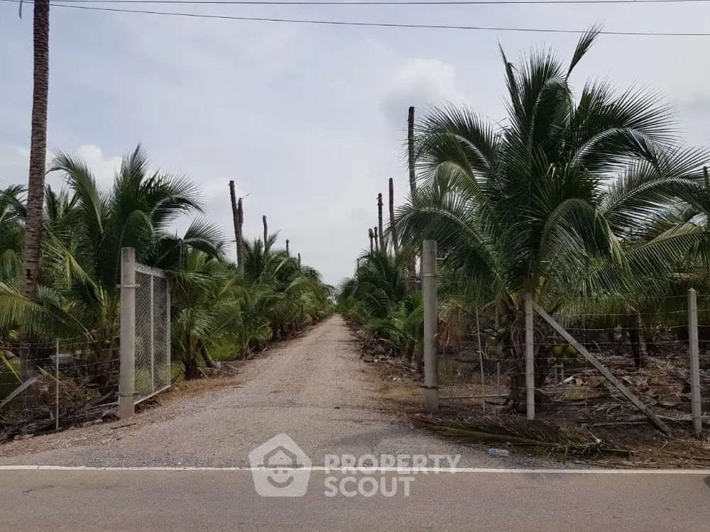 Scenic entrance to a lush coconut plantation with tall palm trees lining the pathway.