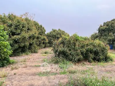 Expansive garden area with lush greenery and open sky, perfect for landscaping or development.