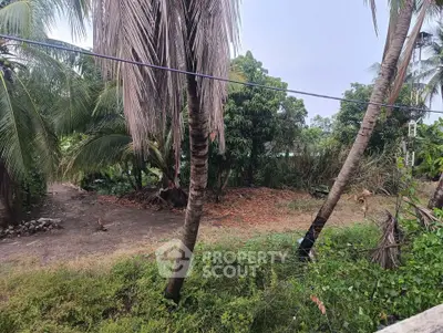 Lush tropical garden view with palm trees and greenery, perfect for nature lovers seeking tranquility.