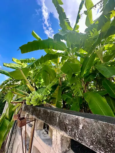 Lush tropical garden with banana plants over a rustic stone wall under a clear blue sky.
