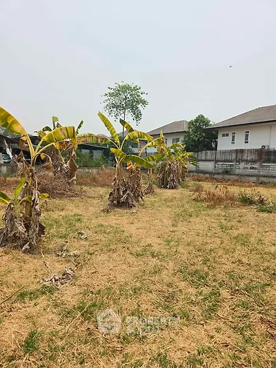 Spacious residential plot with potential for development, featuring banana plants and nearby modern homes.
