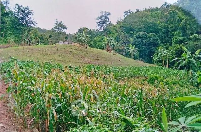 Lush green agricultural land with scenic hill backdrop, ideal for farming or eco-friendly development.