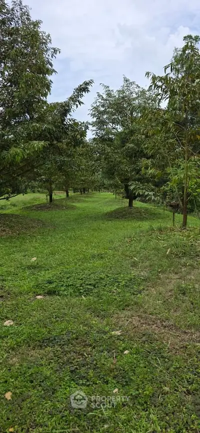 Lush green garden with rows of trees, perfect for serene outdoor living and nature enthusiasts.