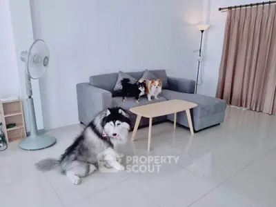 Spacious living room with modern gray sofa and playful dogs, perfect for pet lovers.