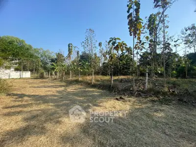 Spacious land plot with trees, perfect for development or agriculture, under clear blue sky.