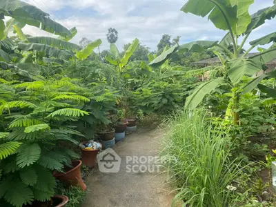 Lush garden pathway surrounded by tropical plants and banana trees, perfect for nature lovers.