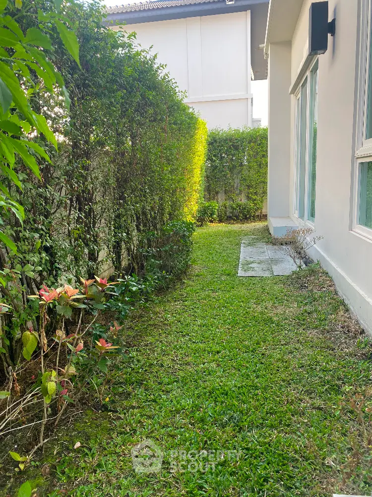 Charming garden pathway beside modern home with lush greenery and privacy hedge