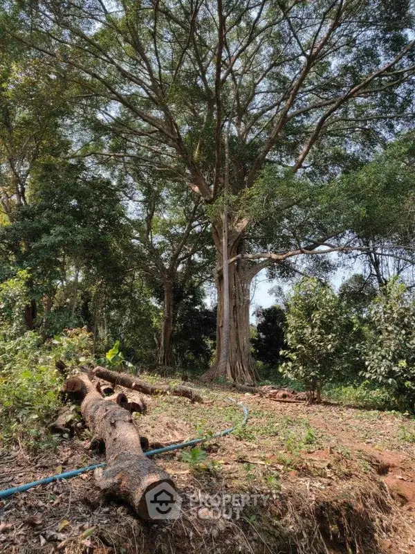 image_rental-19491152