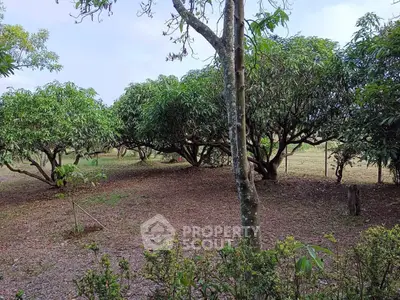 Lush garden with mature trees offering serene outdoor space for relaxation and nature enjoyment.