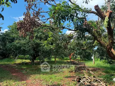 Lush green orchard with mature trees under a clear blue sky, perfect for agricultural investment.