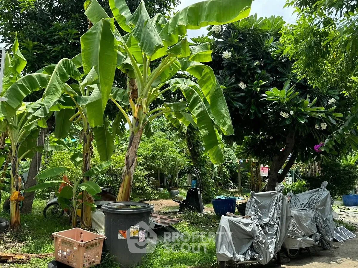 Lush tropical garden with banana trees and covered outdoor seating area.
