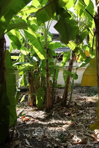 Lush garden area with banana trees providing a tropical ambiance in a residential setting.