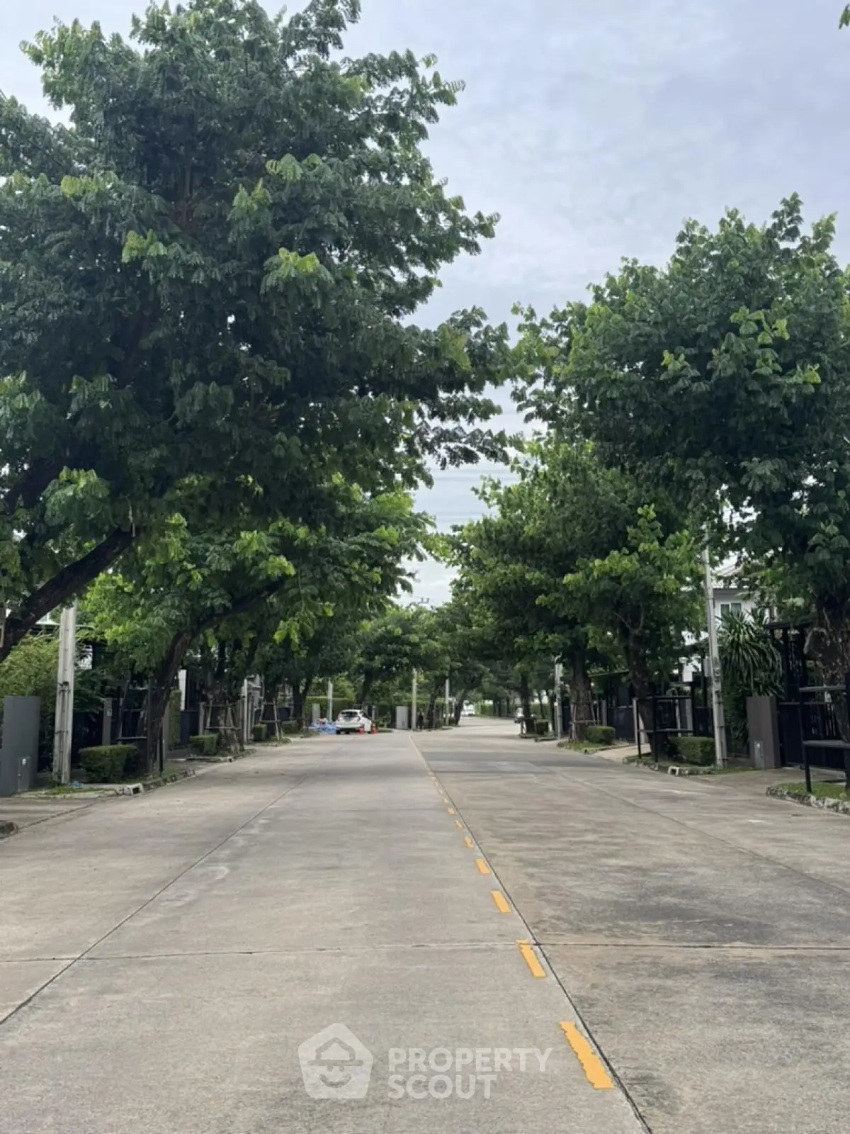 Serene residential street lined with lush green trees and modern homes