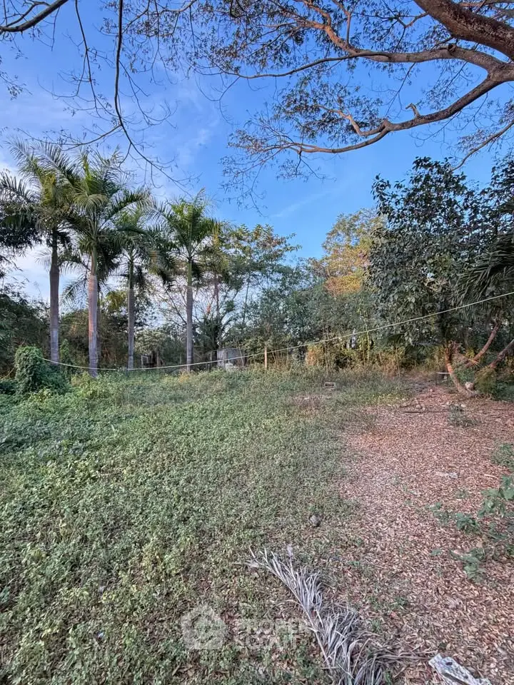 Spacious garden area with lush greenery and tall palm trees, perfect for outdoor activities.