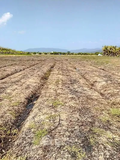 Expansive agricultural land with mountain views, perfect for farming or development opportunities.
