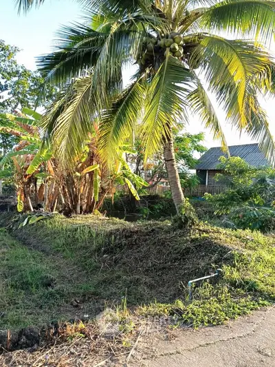 Tropical land with lush coconut trees and greenery, perfect for serene real estate development.