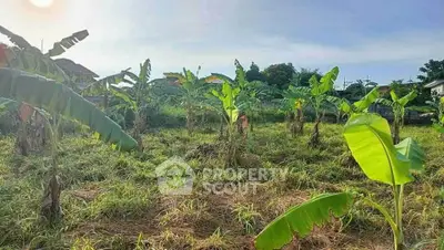 Lush banana plantation on a sunny day, ideal for agricultural investment.
