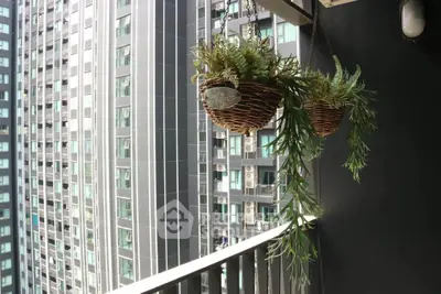 Modern balcony with hanging plants and urban high-rise view
