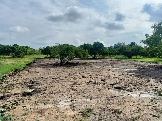 Expansive plot of land with lush greenery, perfect for development or agriculture.