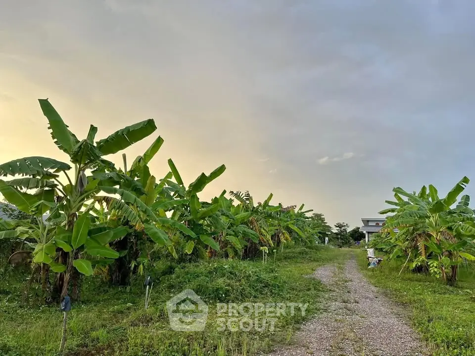 Scenic view of lush green garden with banana trees and gravel path at sunset.