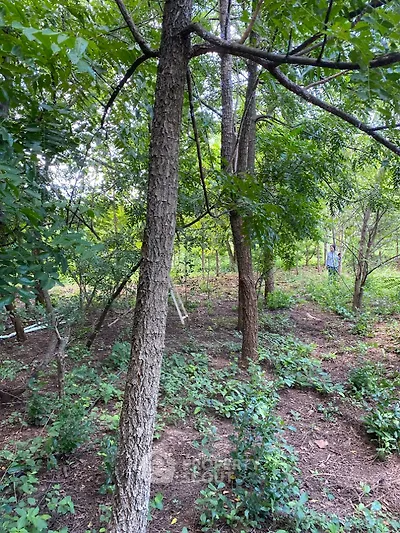 Lush green garden area with mature trees and dense foliage, perfect for nature lovers.