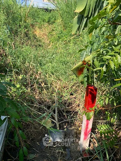 Overgrown garden area with lush greenery and a red boundary marker