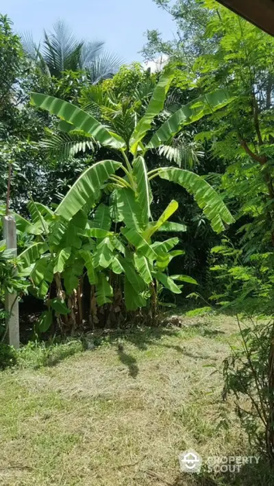 Lush tropical garden with banana trees and vibrant greenery