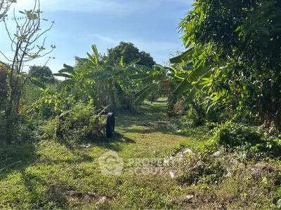 Lush green garden with banana trees under a clear blue sky