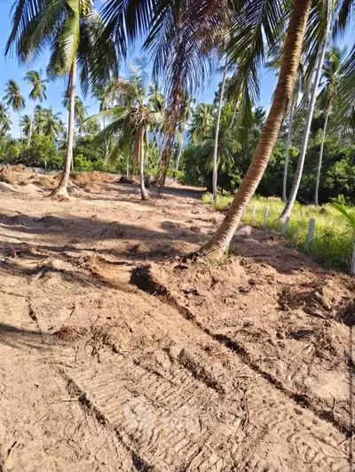 Tropical land plot with palm trees, ideal for development in a serene setting.