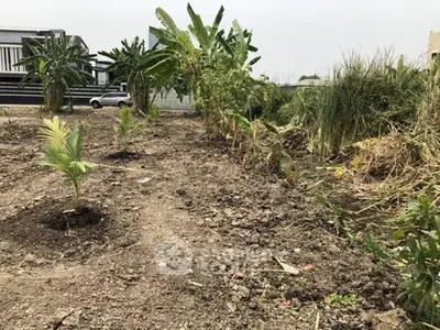 Spacious garden area with young plants and lush greenery, ideal for landscaping enthusiasts.