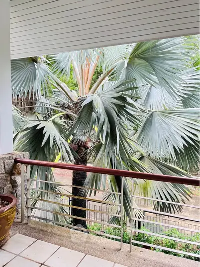Serene balcony view with lush palm trees, perfect for relaxation and nature lovers.