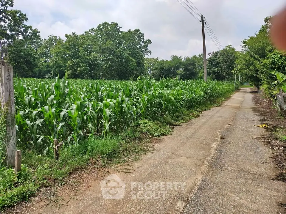 Scenic rural road alongside lush green cornfield and trees, perfect for agricultural investment.