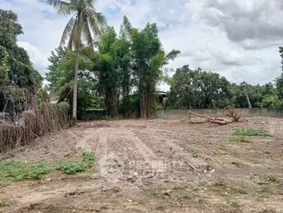 Vacant land plot with lush greenery and palm tree, ideal for development.