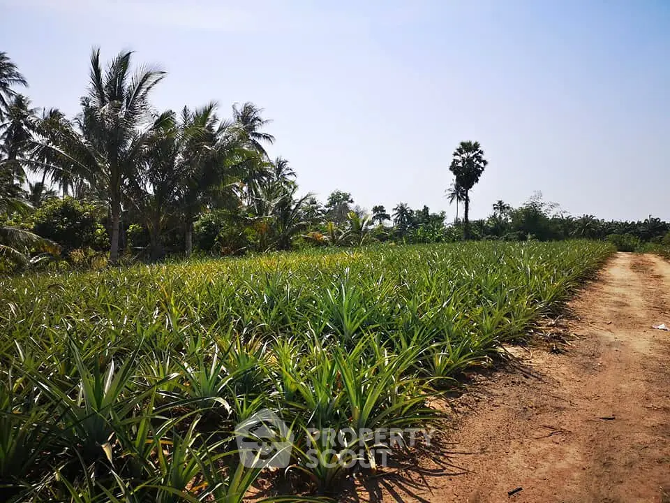 Lush agricultural land with tropical palm trees and clear blue sky, ideal for farming or development.