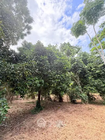 Lush green garden with tall trees under a bright blue sky, perfect for serene outdoor living.