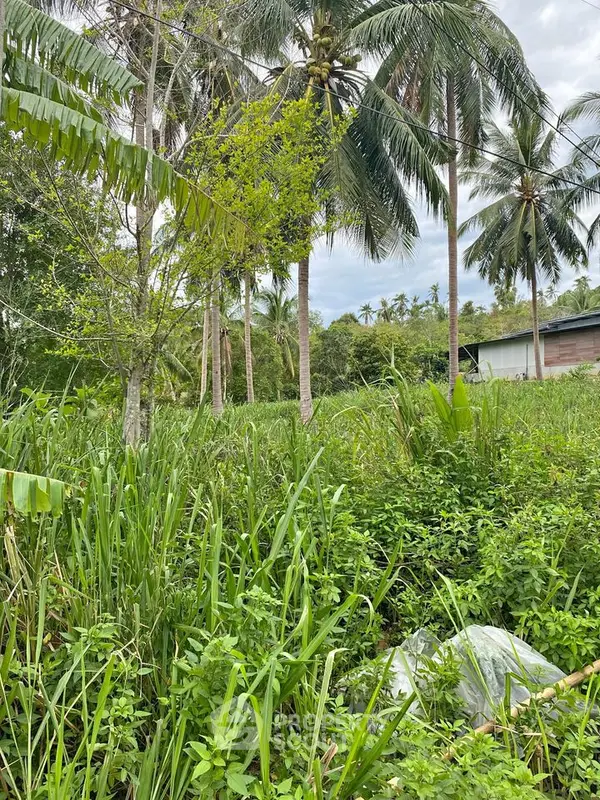 image_rental-16229582