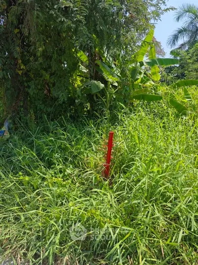 Lush green plot with dense vegetation, ideal for development or landscaping projects.