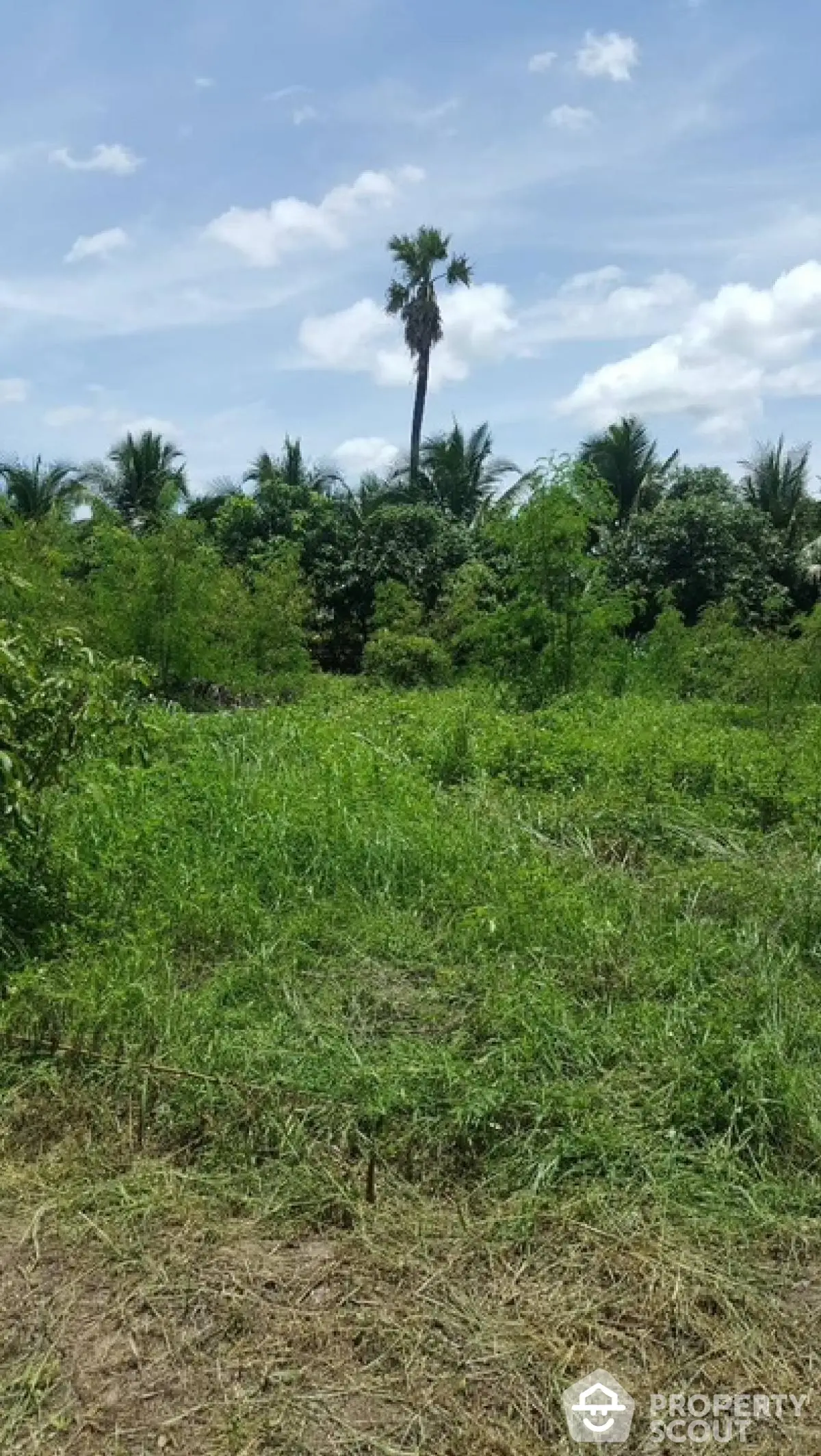 Lush green land with palm trees under a clear blue sky, perfect for development.