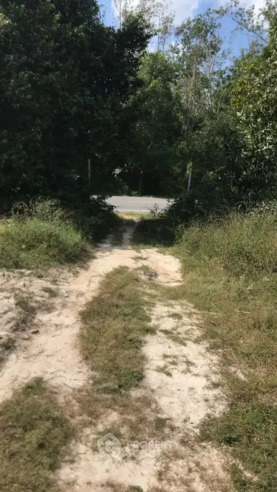 Scenic pathway leading to a quiet road surrounded by lush greenery, perfect for nature lovers.
