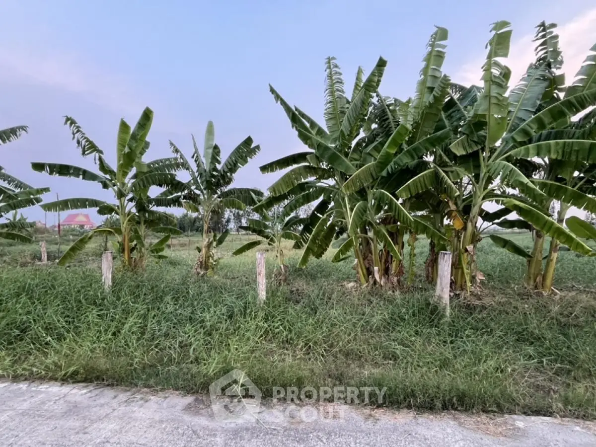 Scenic view of lush green banana trees in a serene countryside setting