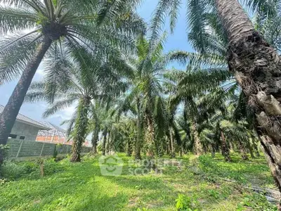 Lush palm tree plantation with clear blue sky, perfect for agricultural investment.