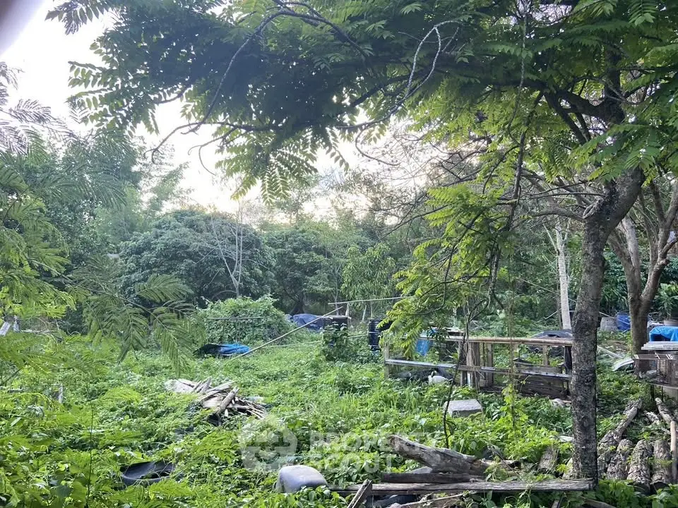 Lush green land with dense trees, ideal for development or nature retreat.